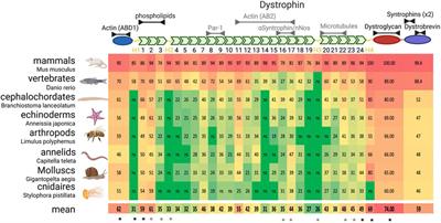 Evolution and developmental functions of the dystrophin-associated protein complex: beyond the idea of a muscle-specific cell adhesion complex